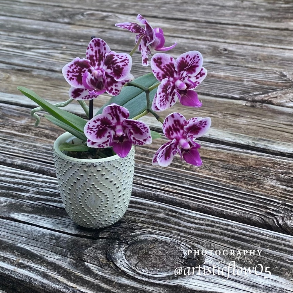 Loving These Dainty Orchid Flowers